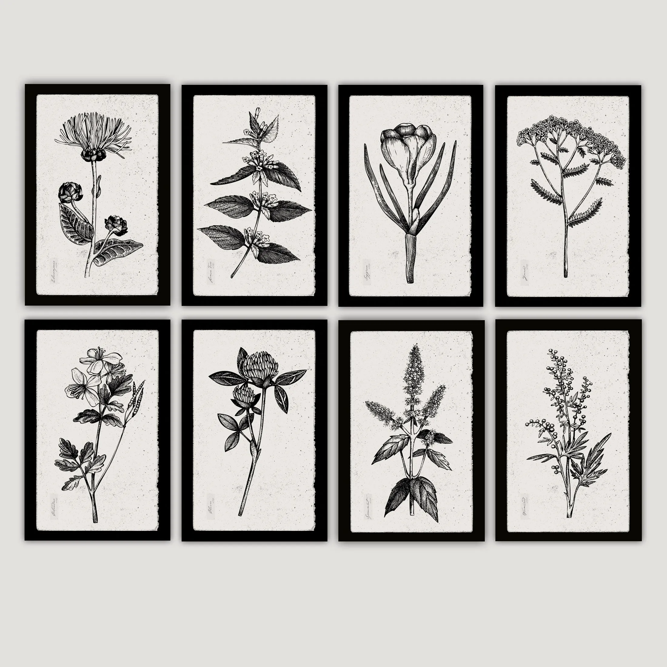 Botanical Herbs on Canvas with Black Edges