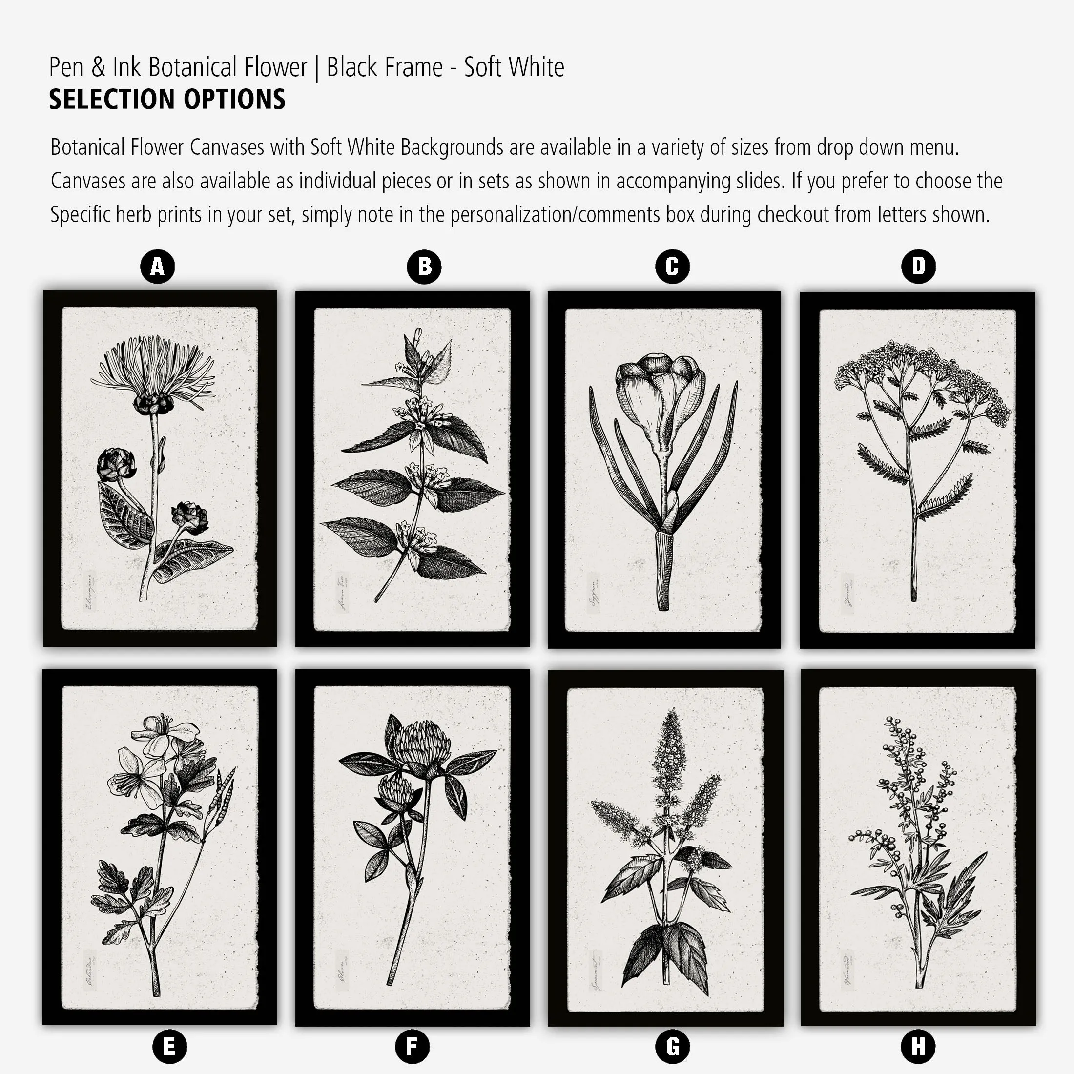 Botanical Herbs on Canvas with Black Edges